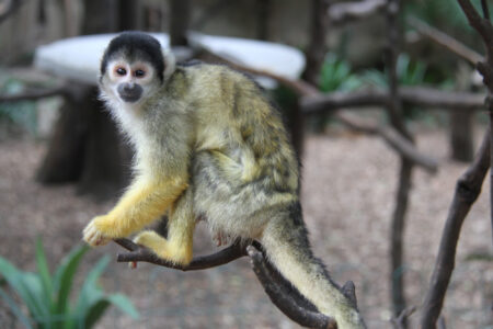 World Of Birds Wildlife Sanctuary & Monkey Park Hout Bay (77)