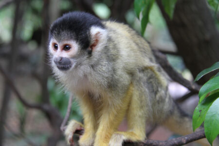 World Of Birds Wildlife Sanctuary & Monkey Park Hout Bay (78)