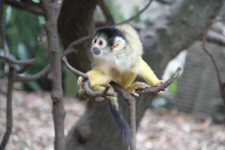 World Of Birds Wildlife Sanctuary & Monkey Park Hout Bay (79)