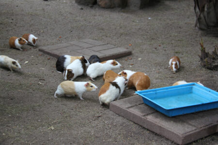 World Of Birds Wildlife Sanctuary & Monkey Park Hout Bay (8)