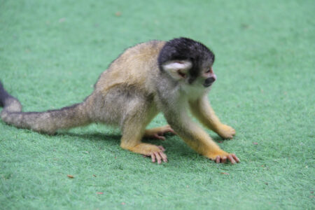 World Of Birds Wildlife Sanctuary & Monkey Park Hout Bay (82)