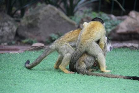 World Of Birds Wildlife Sanctuary & Monkey Park Hout Bay (84)