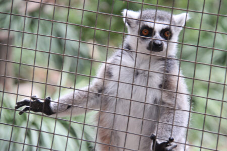 World Of Birds Wildlife Sanctuary & Monkey Park Hout Bay (89)