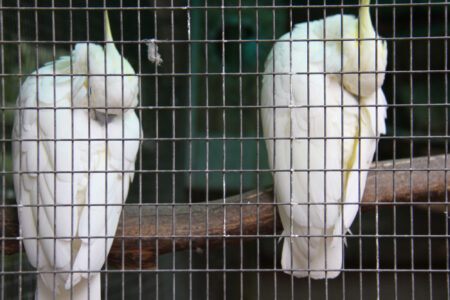 World Of Birds Wildlife Sanctuary & Monkey Park Hout Bay (9)