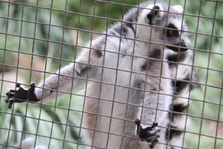 World Of Birds Wildlife Sanctuary & Monkey Park Hout Bay (90)