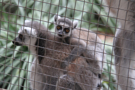 World Of Birds Wildlife Sanctuary & Monkey Park Hout Bay (91)