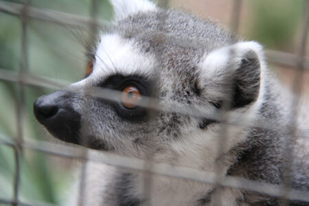 World Of Birds Wildlife Sanctuary & Monkey Park Hout Bay (92)