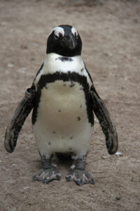 World Of Birds Wildlife Sanctuary & Monkey Park Hout Bay (94)
