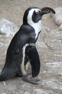 World Of Birds Wildlife Sanctuary & Monkey Park Hout Bay (95)