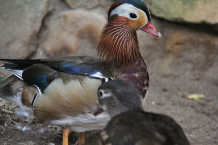 World Of Birds Wildlife Sanctuary & Monkey Park Hout Bay (98)