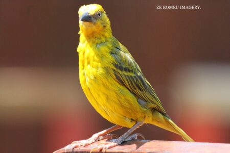 Yellow Canary (Serinus flaviventris)