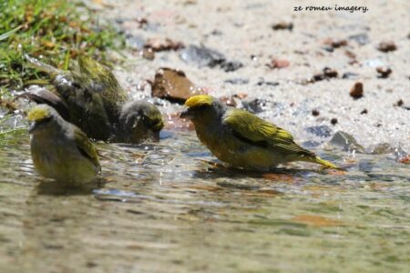 Yellow Canary at Intaka Island