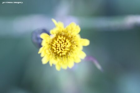 Yellow Daisy on Cape Floral PhotographyTour