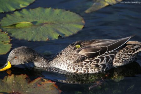 Yellowbilled Duck [1], Intaka Island