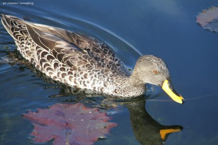 Yellowbilled Duck [2], Intaka Island