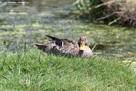Yellowbilled Duck Intaka Island
