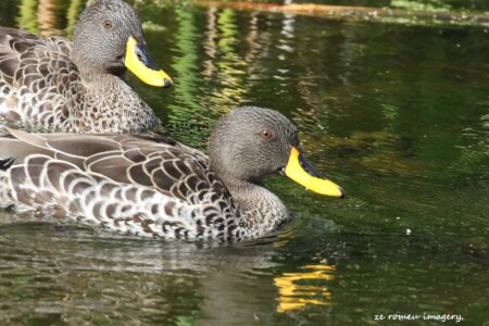 Yellowbilled Duck on the Intaka Island Tour
