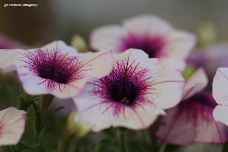 purple & White Morning Glory on Flower Photograhy Tour
