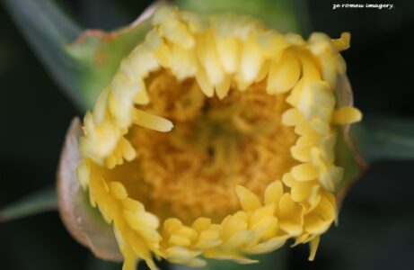 vygie sour fig Image #7 Cape Floral Photo Tour