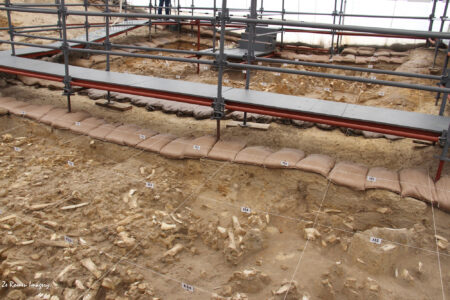 west coast fossil park (12)