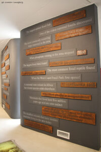west coast fossil park (15)