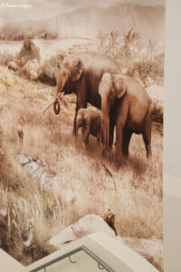 west coast fossil park (18)