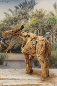 west coast fossil park (20)