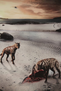 west coast fossil park (22)