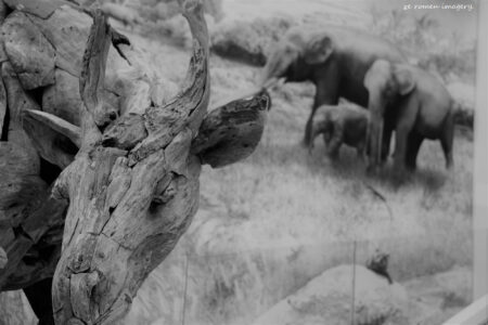 west coast fossil park (23)