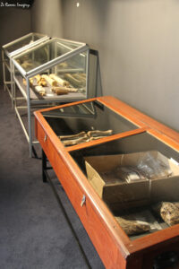west coast fossil park (24)
