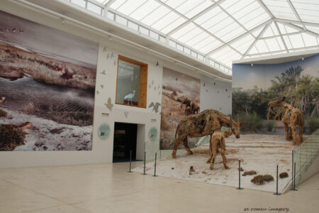 west coast fossil park (26)