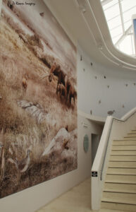 west coast fossil park (28)