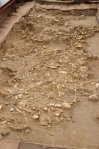west coast fossil park (6)
