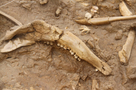 west coast fossil park (8)