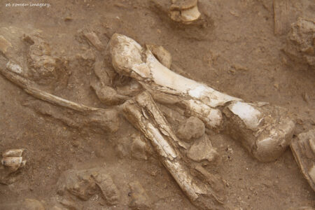 west coast fossil park (9)